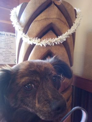 Bella at Pono Hawaiian Kitchen & Tap in Capitola