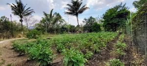  at The Hidden Oasis in Pune