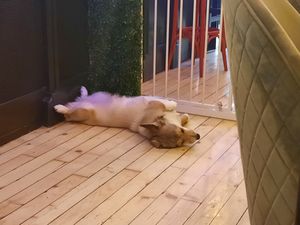  at Corgi's Cafe in Sofia