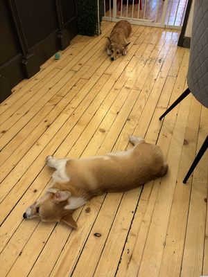   at Corgi's Cafe in Sofia