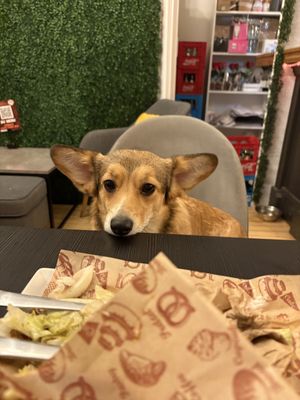   at Corgi's Cafe in Sofia