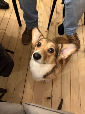   at Corgi's Cafe in Sofia