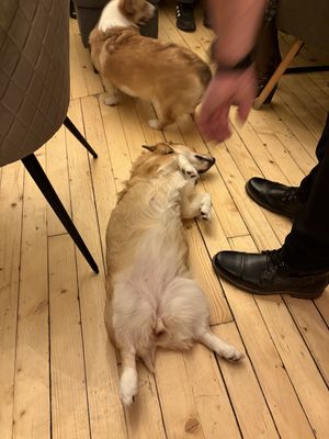   at Corgi's Cafe in Sofia