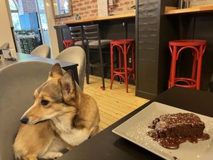 Little one knew they could sit in the chairs but not allowed to eat human food. 🥹  at Corgi's Cafe in Sofia