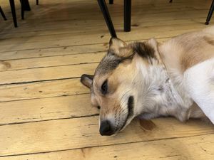 There were two corgis. They barked when someone new arrived but settled instantly once you say hello    at Corgi's Cafe in Sofia