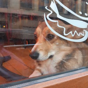 siri at Corgi's Cafe in Sofia