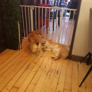  at Corgi's Cafe in Sofia