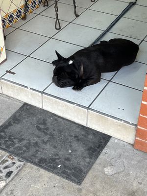   at Elixir Spot - Centro - temporarily closed in Puerto Vallarta