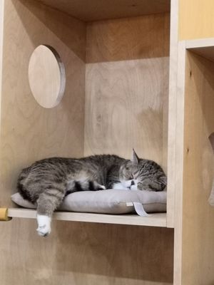  at Purr Purr in Warsaw