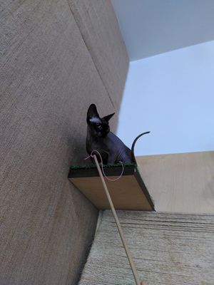  at Purr Purr in Warsaw