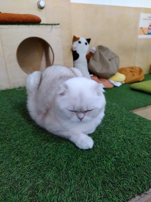  at Purr Purr in Warsaw