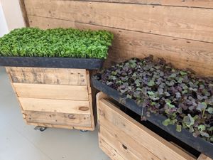 Locally grown organic herbs and microgreens  at Almanac Cafe in Plymouth