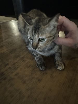   at ABC Chalet Tioman in Tioman Island