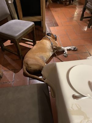 Dog friendly   at Restaurant Stefan  in Telfs