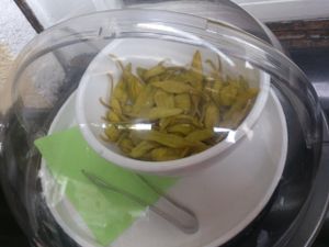 green mild chili peppers for free at Aroma Vegetarian & More in Frankfurt