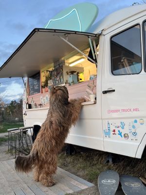 Foody the dog  at Foody in Hel