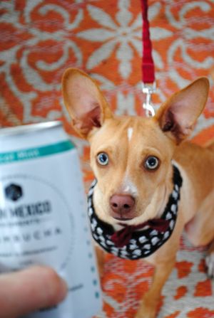 Pup friendly! at New Mexico Ferments in Albuquerque