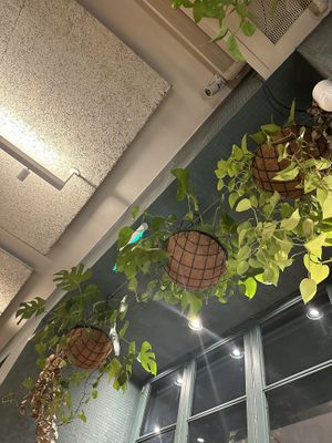 la cream de la cream 💚  at Teva Deli in Rio De Janeiro