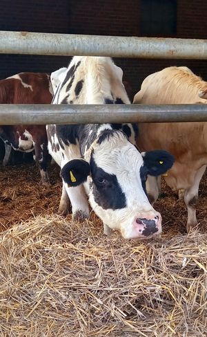 kuh olga at Erika and Friends in Wegberg