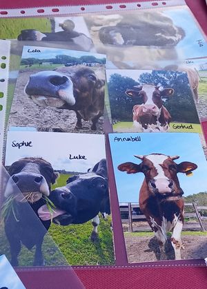 noch mehr kühe💜🐮 at Erika and Friends in Wegberg