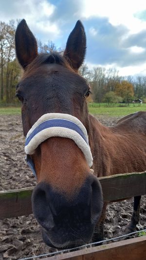pferd wollny at Erika and Friends in Wegberg