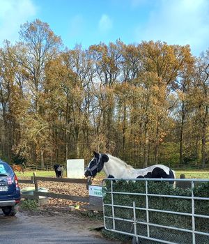 pferd rosi at Erika and Friends in Wegberg