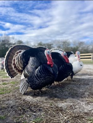   at Freedom Farm Animal Rescue in Lawrence Township