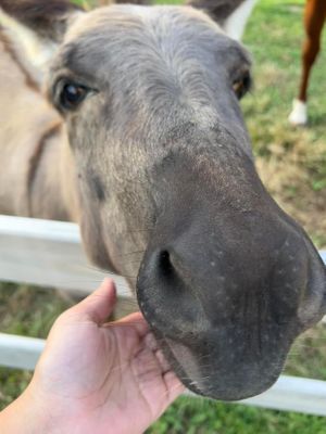   at Freedom Farm Animal Rescue in Lawrence Township
