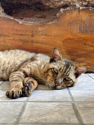 😻  at Pure Vegan Heaven - Old Town in Chiang Mai