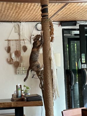   at Pure Vegan Heaven - Old Town in Chiang Mai