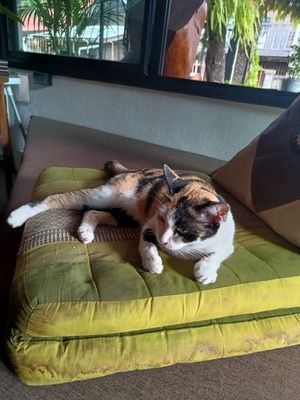  at Pure Vegan Heaven - Old Town in Chiang Mai