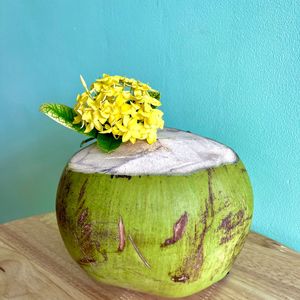 Young coconut at Cambodhi in Kampot