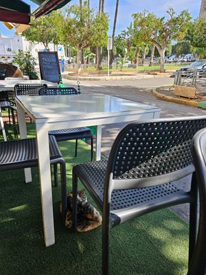 Outdoor sitting and cats. at Zayna Moroccan Taste in Casablanca