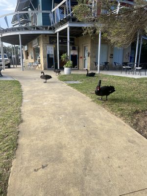 Resident black swans  at The Cove in Lakes Entrance
