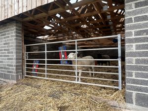 Where the sheep live   at Ananda Animal Sanctuary  in Lanark