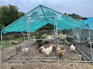Chickens   at Ananda Animal Sanctuary  in Lanark
