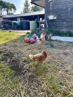Chickens   at Ananda Animal Sanctuary  in Lanark