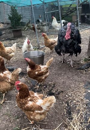 Chickens and a turkey   at Ananda Animal Sanctuary  in Lanark