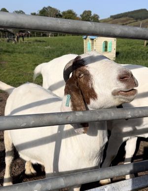Goat   at Ananda Animal Sanctuary  in Lanark