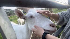 The goats like a good scratch   at Ananda Animal Sanctuary  in Lanark