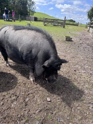 Grumpy   at Ananda Animal Sanctuary  in Lanark