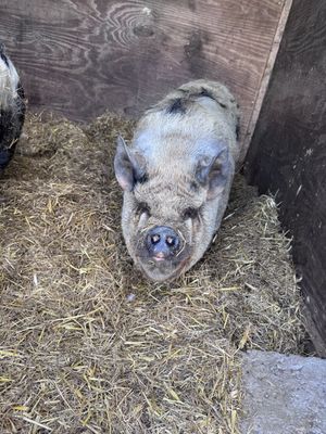 Hello   at Ananda Animal Sanctuary  in Lanark