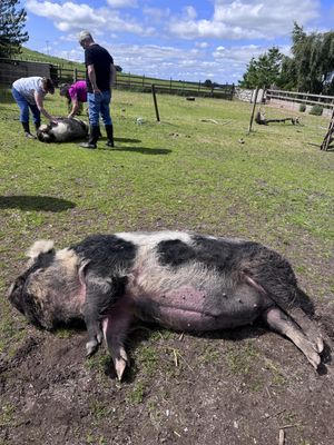 Belly rub please   at Ananda Animal Sanctuary  in Lanark