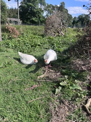 Geese   at Ananda Animal Sanctuary  in Lanark