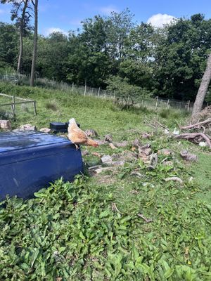 Hello   at Ananda Animal Sanctuary  in Lanark