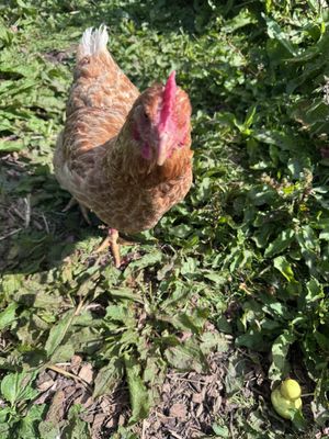 Hello  at Ananda Animal Sanctuary  in Lanark