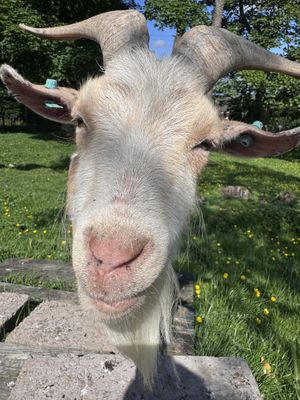 How are you?  at Ananda Animal Sanctuary  in Lanark