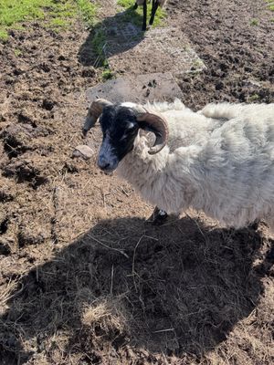 Hi  at Ananda Animal Sanctuary  in Lanark