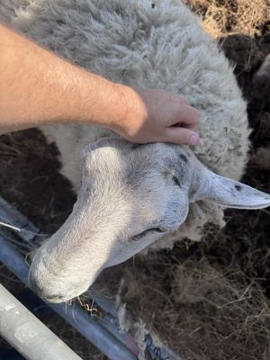 Scratch   at Ananda Animal Sanctuary  in Lanark