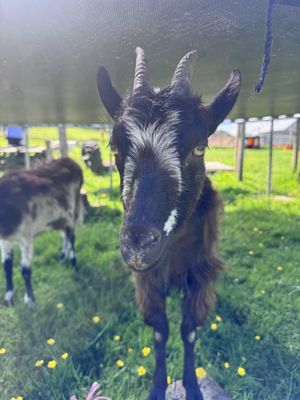 Hi  at Ananda Animal Sanctuary  in Lanark